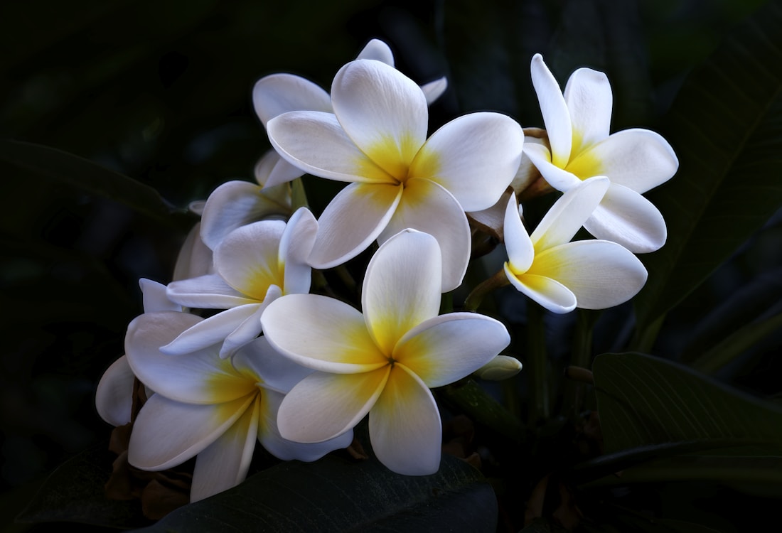 Plumeria, the flower of Thailand